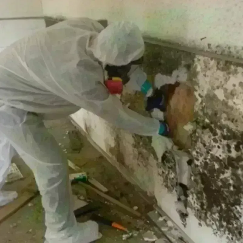 Mold Remediation and Removal in Medford, WI